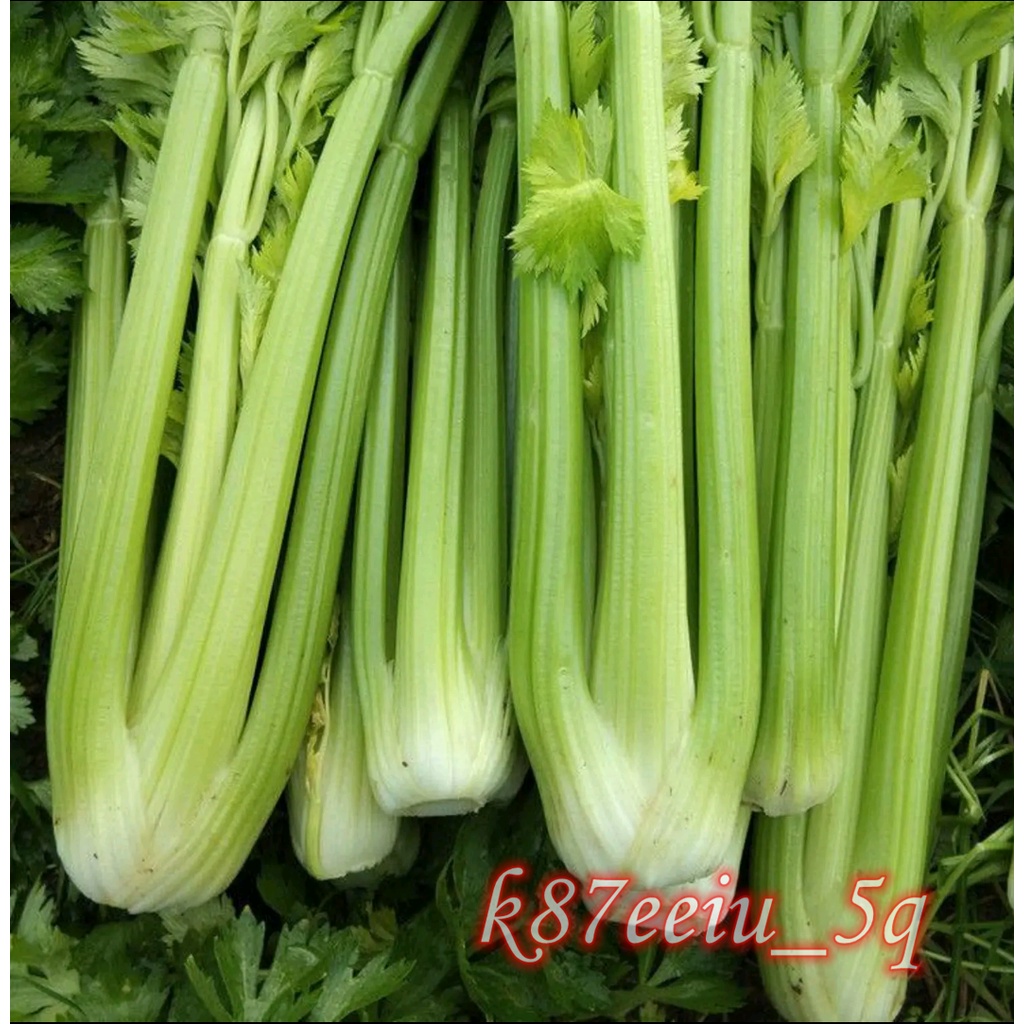 西洋芹 優惠推薦 2021年12月 蝦皮購物台灣