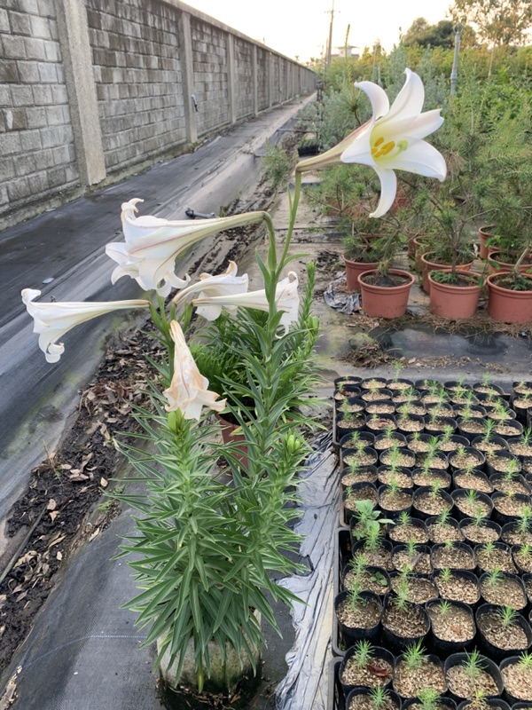 臺灣百合種子種子600粒1份風選機風選優質種籽 蝦皮購物