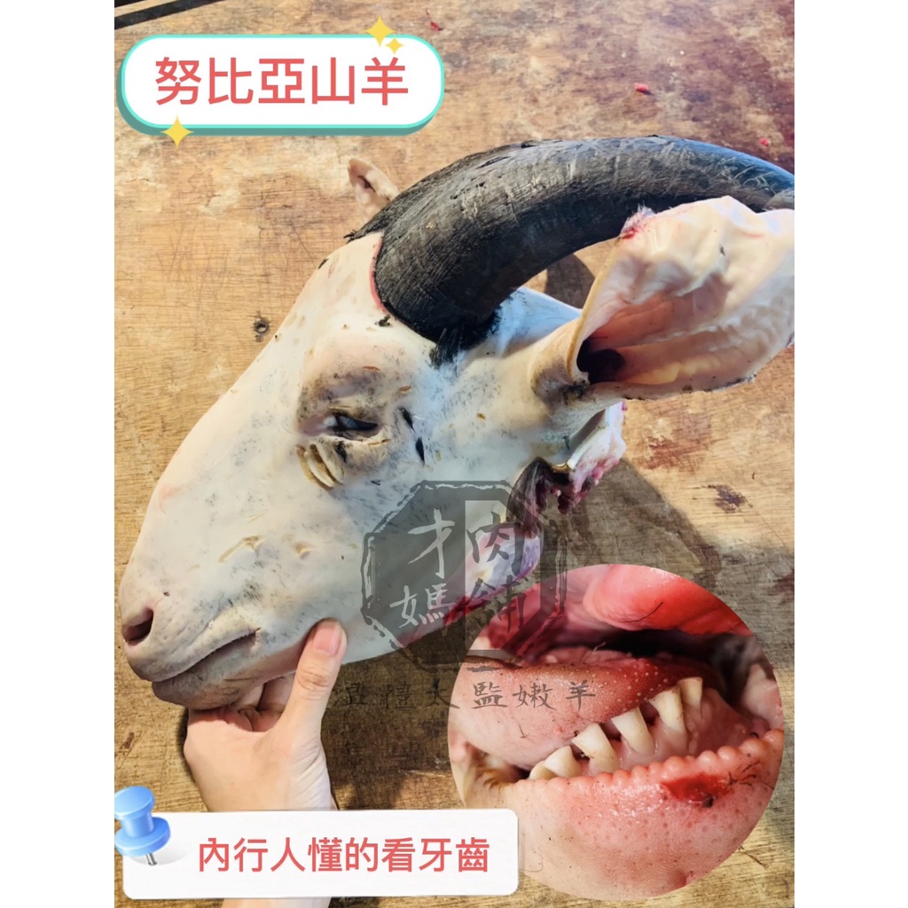 國產溫體嫩羊肉帶皮三層肉 努比亞小羔羊 國產溫體羊羊肉爐紅燒肉片湯 蝦皮購物