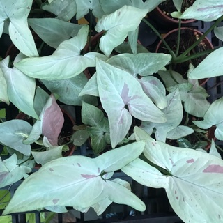 糀町雨林植物💮雪斑合果芋、血斑合果芋 Syngonium podophyllum pink variegated