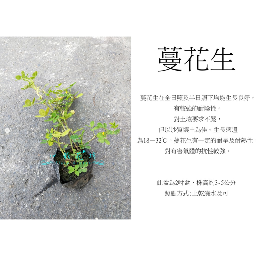 心栽花坊 蔓花生 下一件代表5株 3吋 地被植物 綠化植物 綠籬植物 售價80特價65 蝦皮購物
