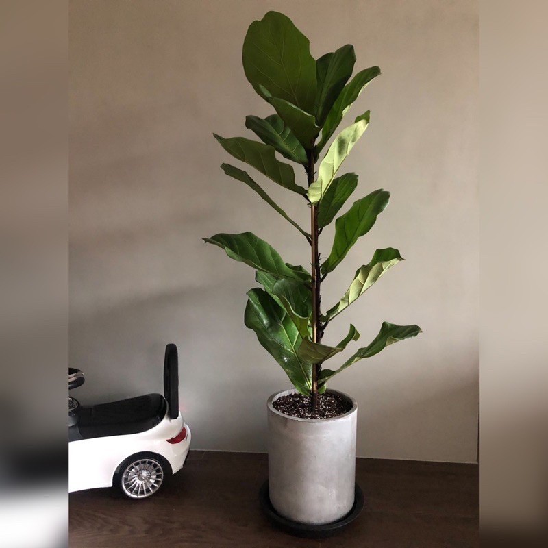 琴葉榕搭配花盆水泥盆大型盆栽園藝植作生活居家送禮首選 蝦皮購物