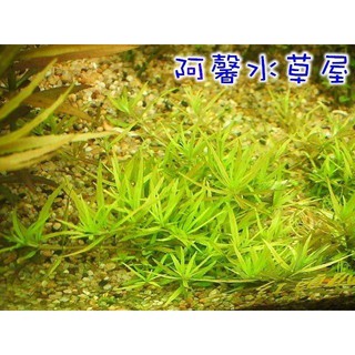 魚缸裡的綠植沉木不用土的水草植物活無土水養免泥懶人水族箱造景 蝦皮購物