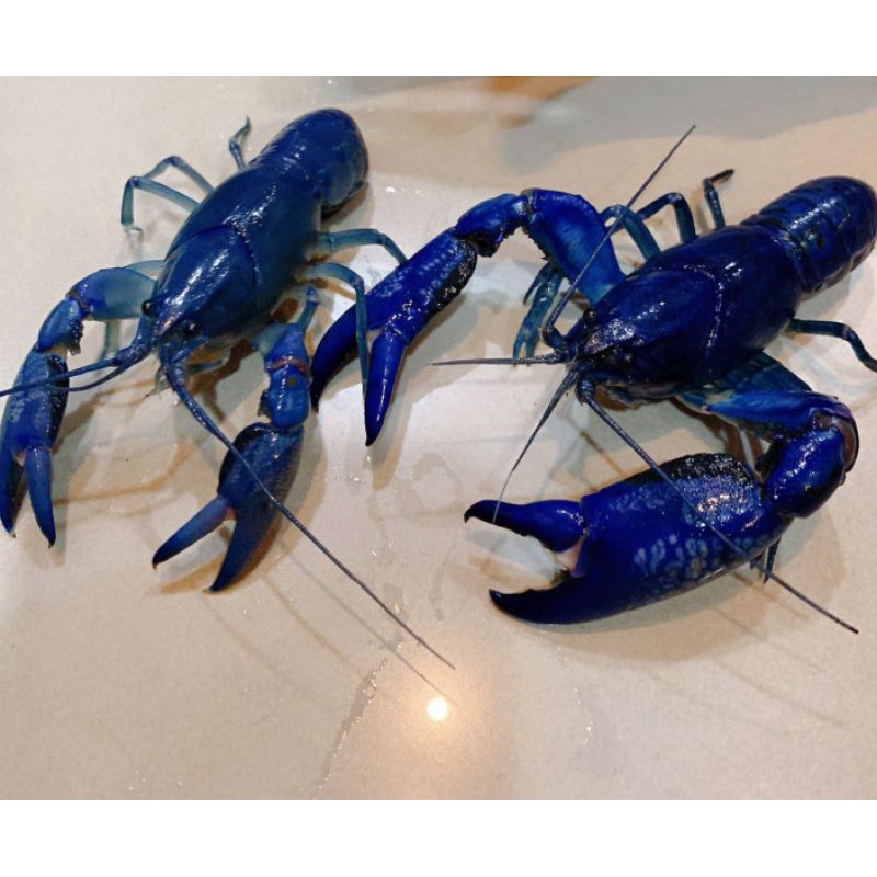 天空魔藍螯蝦 澳洲線 純藍 破壞者 10-11公分