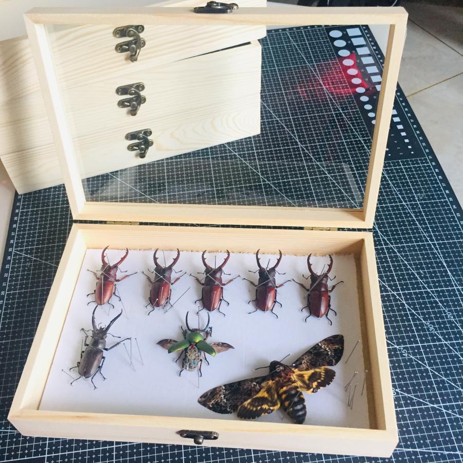 免運下殺價 昆蟲標本合页翻盖松实木昆虫标本盒植物标本矿石甲虫蝴蝶展示盒27x18x5 5 蝦皮購物