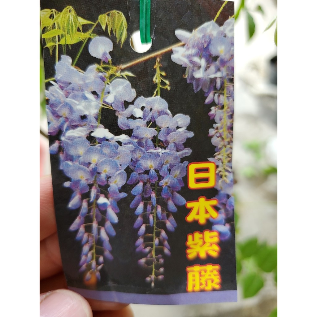 李家果苗 日本紫藤 4.5吋盆 藤本爬藤植物 高度60-80公分 單價240元 特價210元