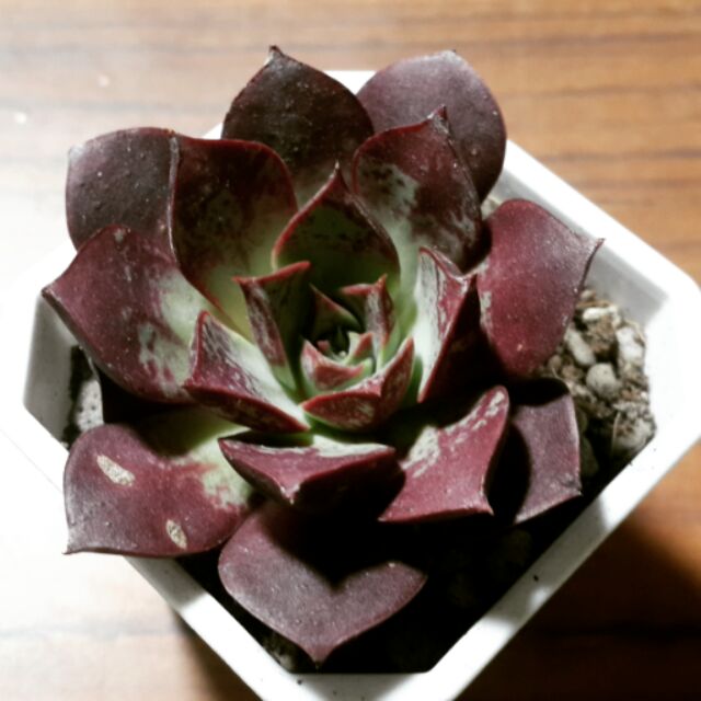 洛西馬羅西馬多肉植物療癒盆栽 蝦皮購物