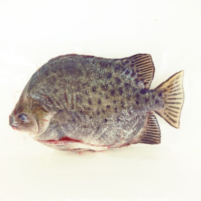 金錢魚 變身苦 蝦皮購物
