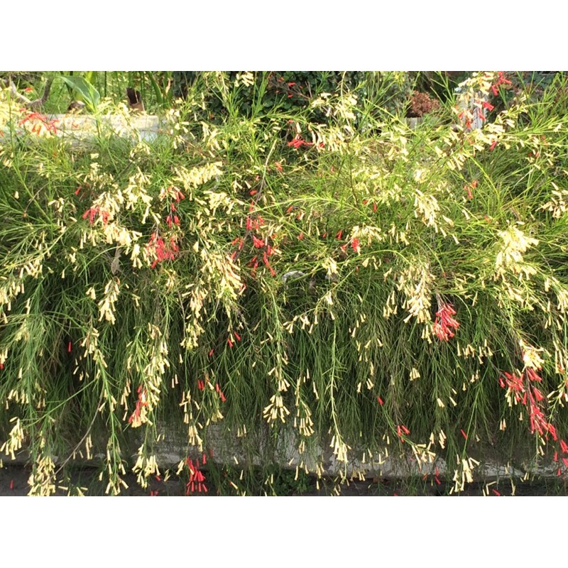 花丁子紅花 黃花二色苗栽 蝦皮購物