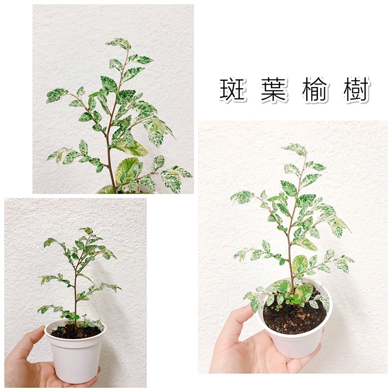 不專業種植🌱斑葉榆樹 [ 3吋白方盆/圓盆 ] 室外觀葉植物