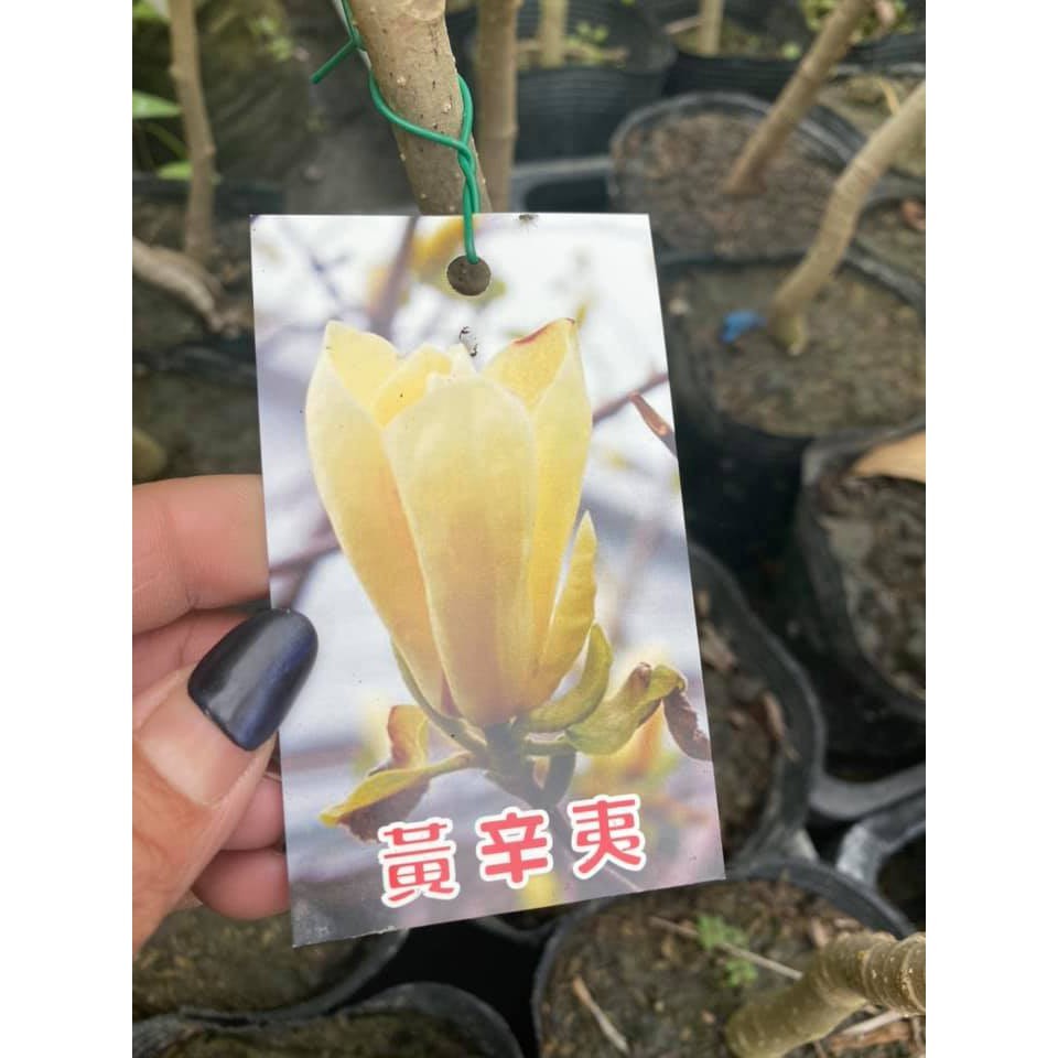 李家果苗辛夷花很多品種顏色單價0元可以綜合搭配 蝦皮購物