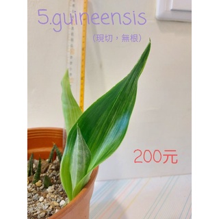 虎尾蘭guineensis 虎尾蘭 蝦皮購物