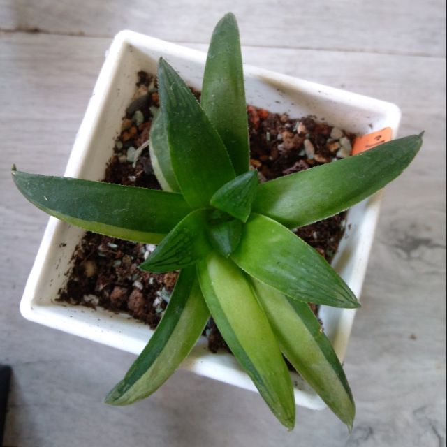 多肉植物百合赤富士交種錦穩根3吋 蝦皮購物