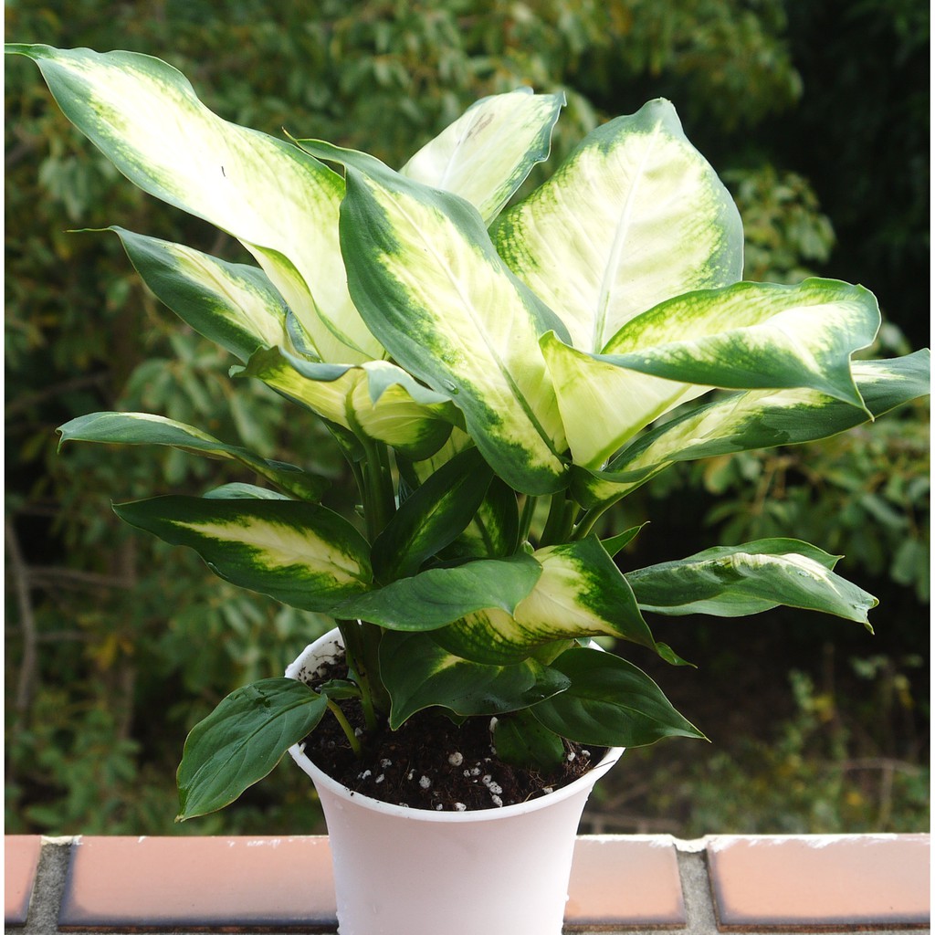 白玉萬年青4寸 室內清淨空氣盆栽 室內植物觀葉植物 花樣渼栽盆栽生活館 蝦皮購物