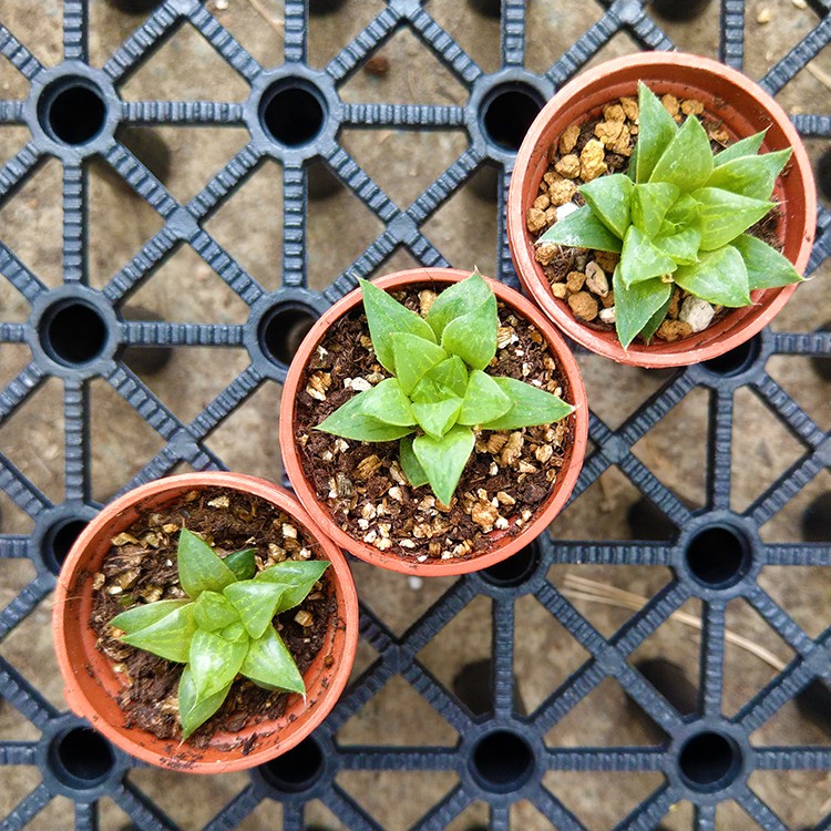 水晶壽/一吋盆/多肉植物/晨楓園藝