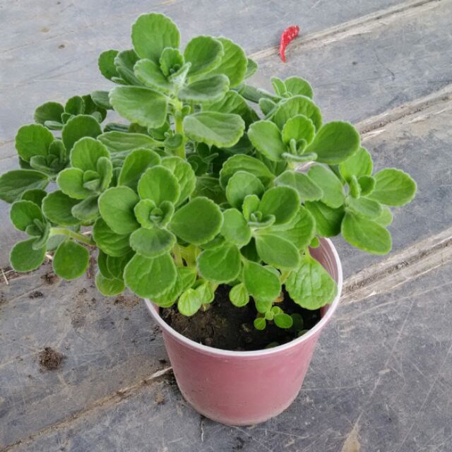 檸檬左手香 印度薄荷 小葉碰碰香 大葉左手香 斑葉左手香 蝦皮購物