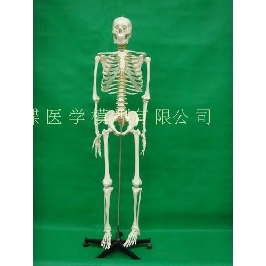 模型現貨170cm全身人體骨骼模型男性骨骼標本模型藝術用180公分骨骼模型