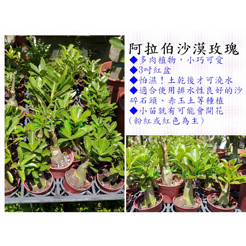 三吋盆沙漠玫瑰(阿拉伯)-冬天落葉期【新中港花卉】多肉 植物 苗