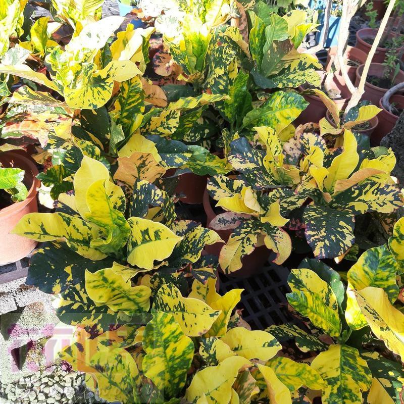 花花世界_綠籬植物--靚彩變葉木Croton--變色葉/6-7吋盆/高20-40公分/MA