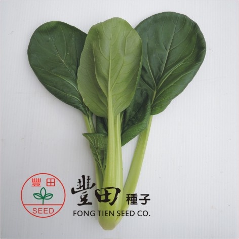 【萌田種子~】E33 青松味美菜種子2.4公克 , 生長快速 , 耐熱 , 纖維少 , 每包16元~