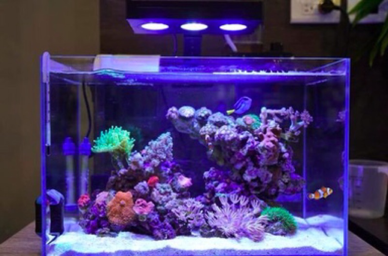 藍箱水族】Zoox海水Reef nano 2 小缸燈具高亮度LED燈具30-45cm適用珊瑚 