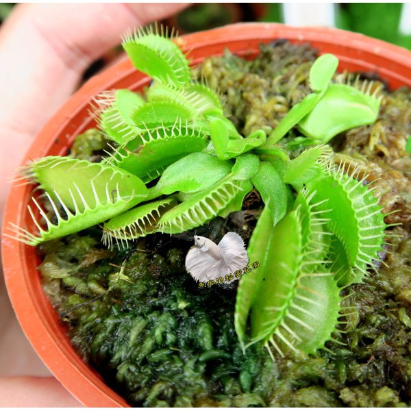 2吋盆/3吋盆 活體 [中小尺寸 綠色捕蠅草 捕蚊草] 食蟲植物 可以捕捉小昆蟲 光線需充足