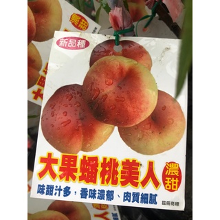 花花世界_季節水果苗**大果蟠桃美人**4吋盆/高20-40cm/ 新品種 肉質細密 /MA(特價中)