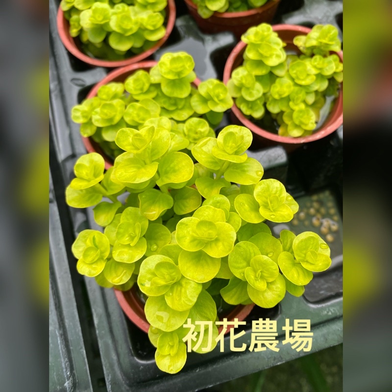 肝宝垂盆草[かんぽうすいぼんそう] 2箱 非常に
