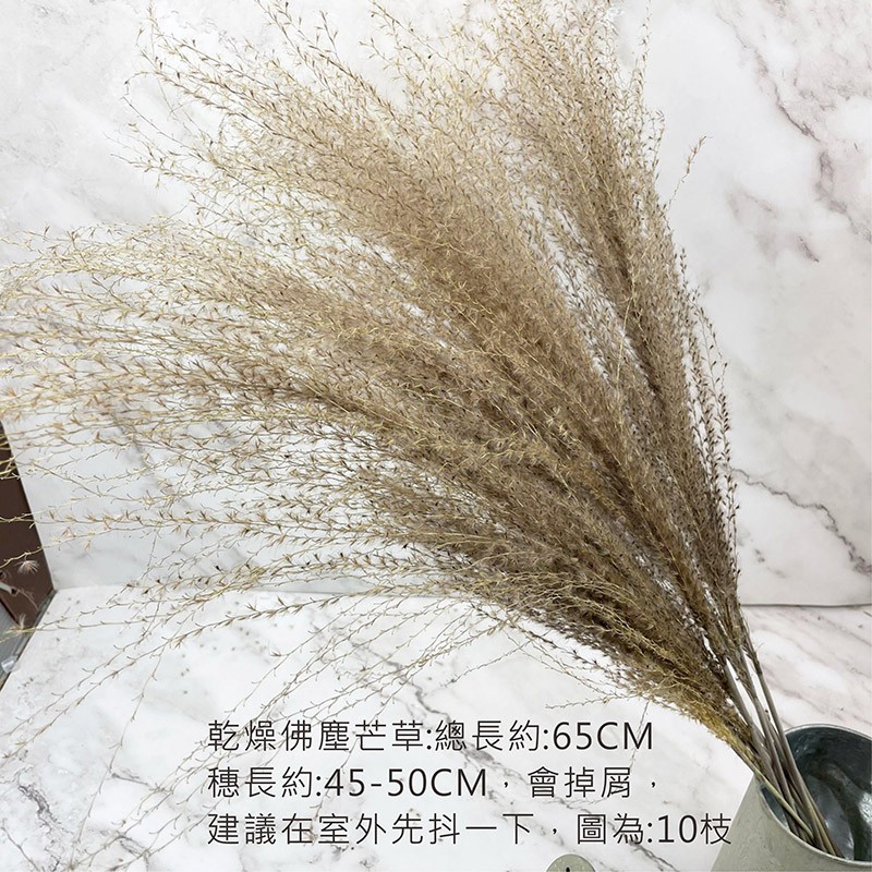 進口乾燥天然佛塵芒草-乾燥花圈 乾燥花束 不凋花 拍照道具 手作素材 室內擺飾 乾燥花材 裝飾插花鄉村風