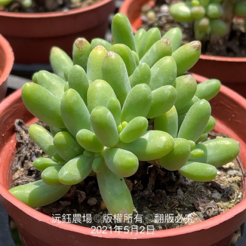 沅鈺農場多肉植物老顆八千代 露養植物輕微曬傷 蝦皮購物
