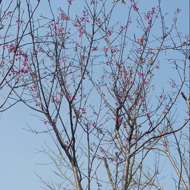 批發價 山櫻花 單幹粗度5 6公分 美植袋裝一年四季可種植 園藝 造景 居家綠化 陽台 樹精靈景觀造園 蝦皮購物