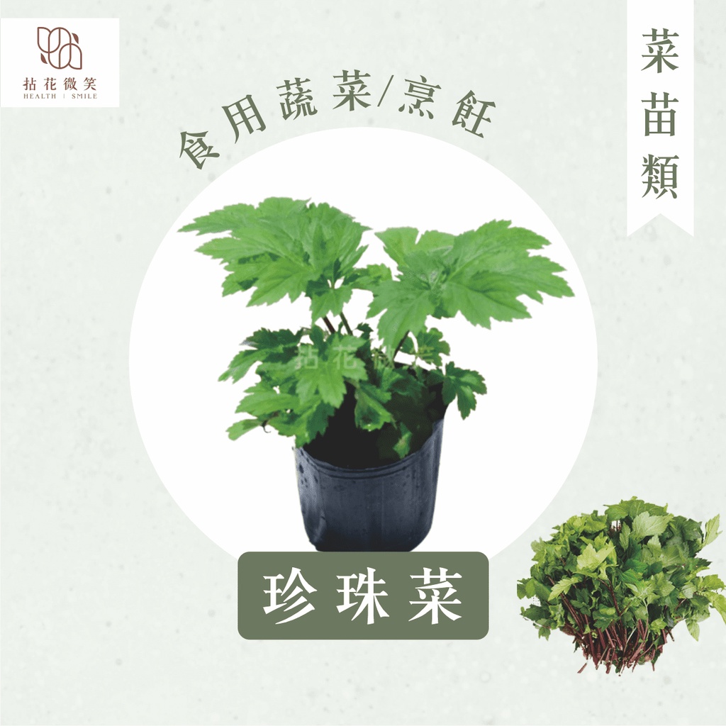 【拈花微笑】珍珠菜｜角菜｜ 鴨掌艾｜ 3吋｜菜苗｜料理｜食用蔬菜｜調味料｜烹飪｜有機｜蔬果