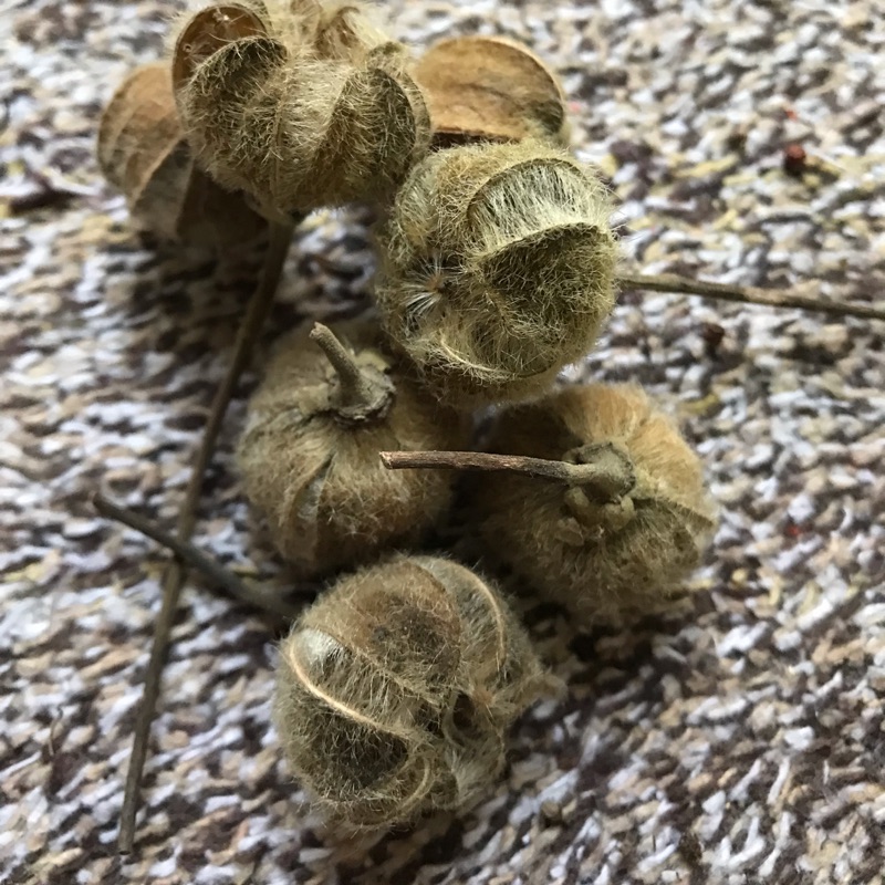 山芙蓉 ㄧ包10顆 乾燥種子 果實 單售 黏花圈 外型討喜 植物標本 擺飾 拍照神器 森林風