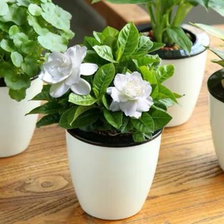 【臺灣現貨】梔子花種子四季易種好活開花植物盆栽花香濃鬱