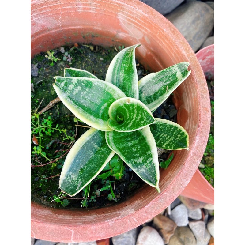 虎尾蘭淨化空氣植物多肉植物水耕土耕大先出隨機 蝦皮購物