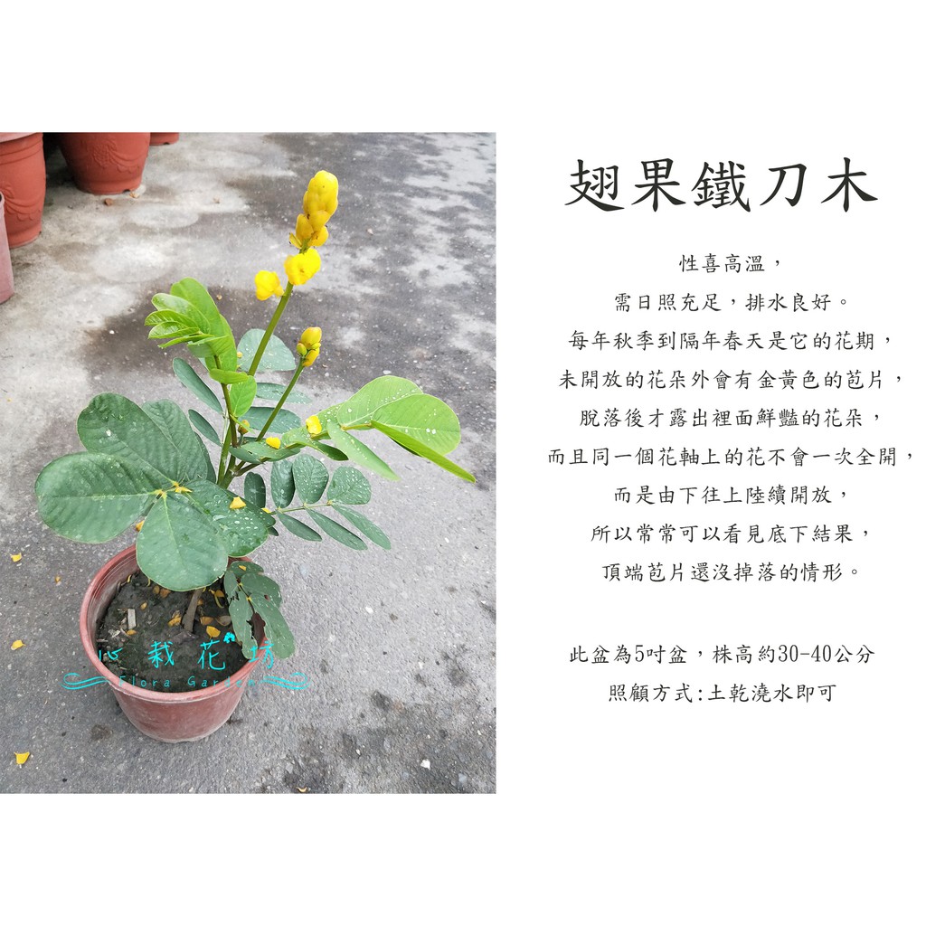 心栽花坊 翅果鐵刀木 翼軸決明小 觀花植物 綠籬植物 綠化環境 售價150特價1 蝦皮購物