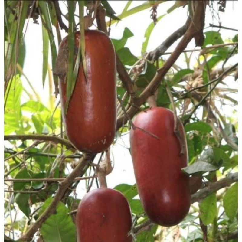 香如蜜小苗 水果苗花園 面交限台北縣市 蝦皮購物