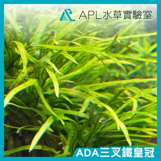 APL水草實驗室 - ADA三叉鐵皇冠 保證正品 稀有水草 迷你陰性草 水中葉