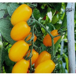 小番茄(金玉)種子~金黃Mini tomato