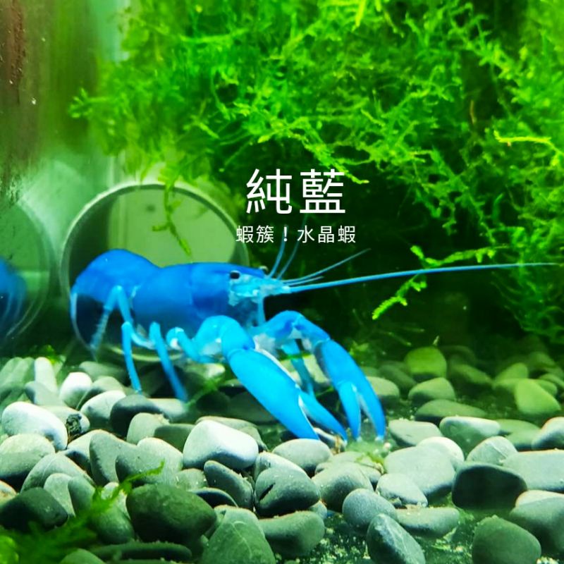 【蝦簇】 純藍螯蝦  對蝦