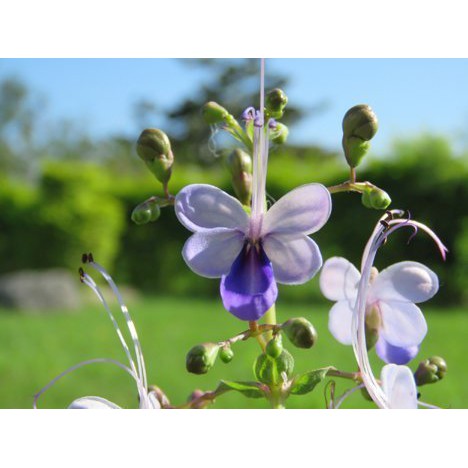 藍蝴蝶 花蝴蝶紫蝶花紫蝴蝶 枝條無根 每枝5元買五送ㄧ 蝦皮購物