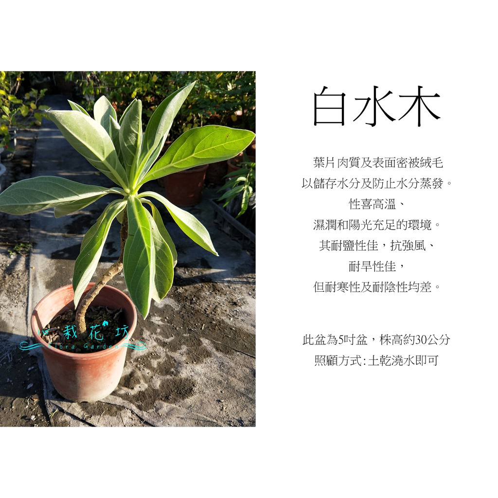 心栽花坊 白水木 5吋 造型樹 盆景 綠化植物 綠籬植物 售價180特價150 蝦皮購物
