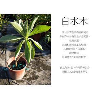 心栽花坊-白水木/5吋/造型樹/盆景/綠化植物/綠籬植物/售價180特價150