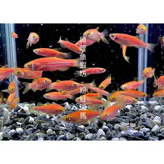 粉紅斑馬魚的價格推薦 21年11月 比價撿便宜