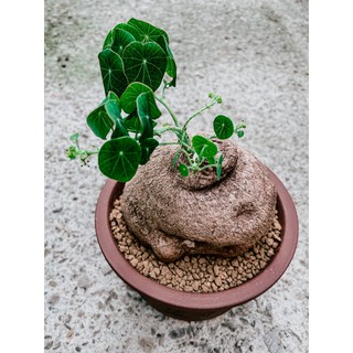 【拈花微笑】圓葉山烏龜｜3-7cm｜Stephania erecta｜多肉植物｜塊根植物｜觀葉植物｜仙人掌