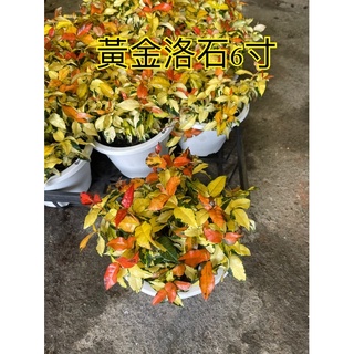 霏霏園藝黃金洛石6寸特價260元原價280元