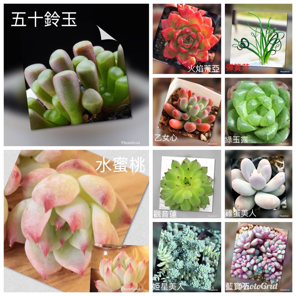 玩興趣 多肉種子 雞蛋美人種子12顆1組多款多肉種子可供選擇 蝦皮購物