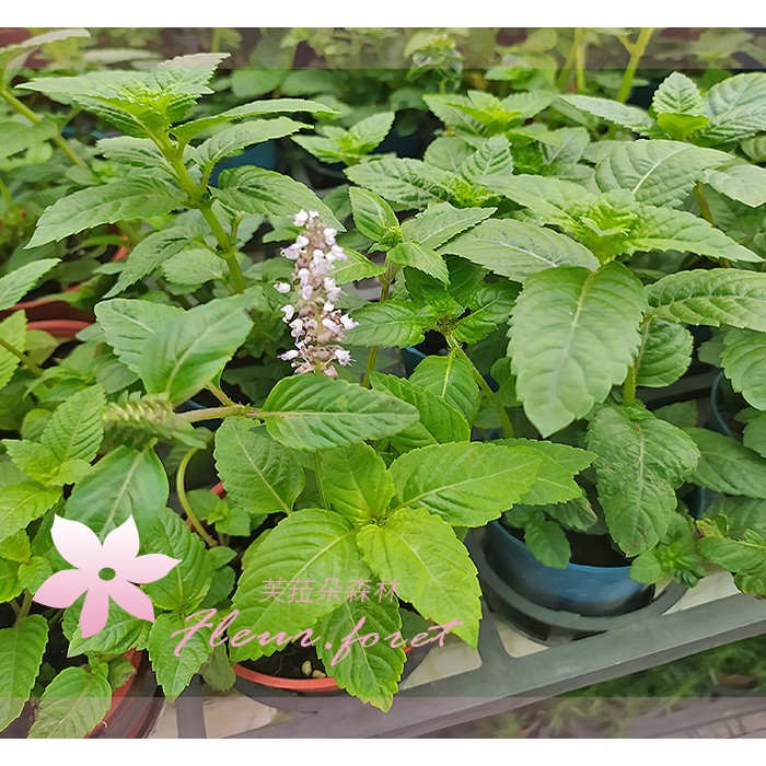 芙菈朵森林 園藝館仙草3吋盆5吋盆香草植物 蝦皮購物