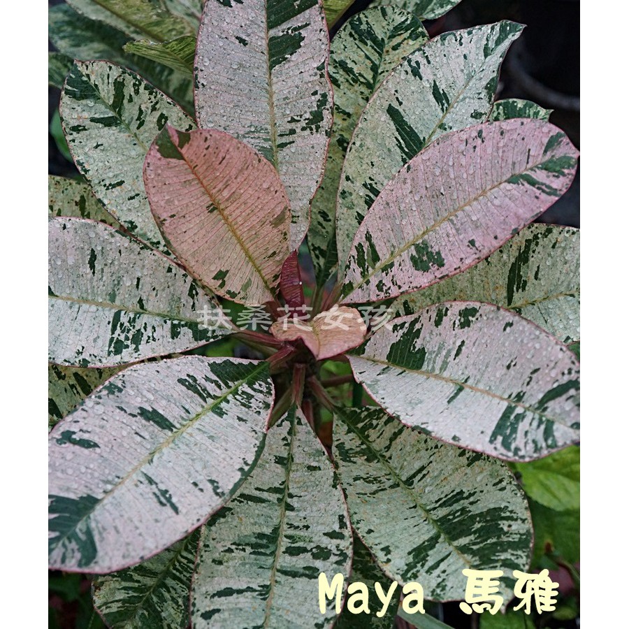 隨貨送獅馬超級藍肥【扶桑花女孩】品種 : 馬雅 (Maya) 出售頂芽枝條