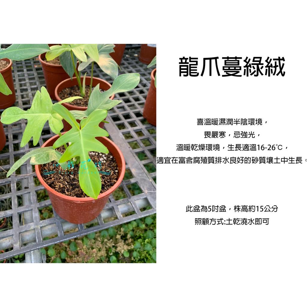 心栽花坊 龍爪蔓綠絨 龍爪蔓綠蓉 5吋 綠化植物 室內植物 觀葉植物 售價600特價500 蝦皮購物